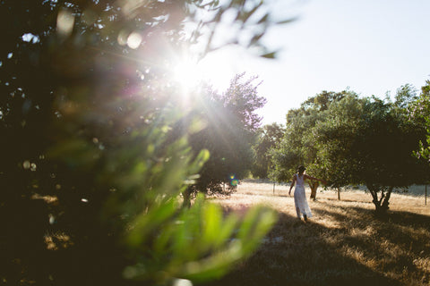 Person walking through a sunlit olive orchard with trees and grass.