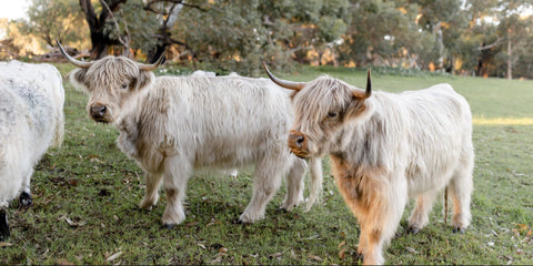 Three white highland cattle standing on a grassy field with trees in the background.
