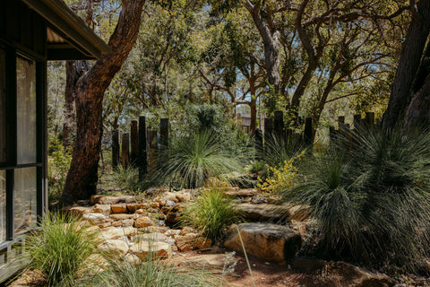 Outdoor garden with rocks, plants, and a building in the background