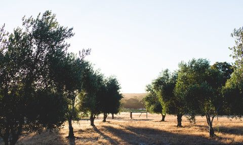 Olive trees in a field with a clear sky